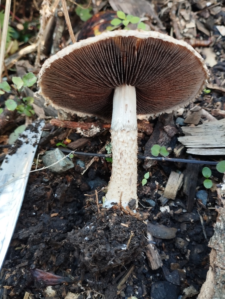 Lacrymaria asperospora · April 2025 · photo: © geoffr (iNaturalist, cc0)