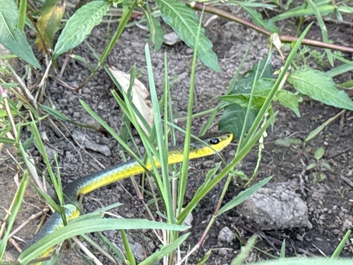 Common Tree Snake sighting