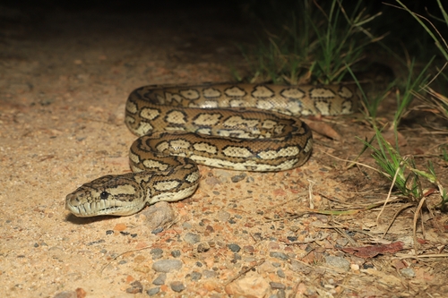 Coastal Carpet Python sighting