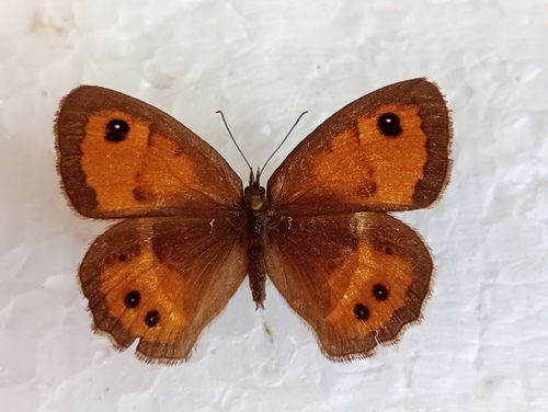 Spanish Gatekeeper, 30420 Calvisson, Francie, photo 5 of 10