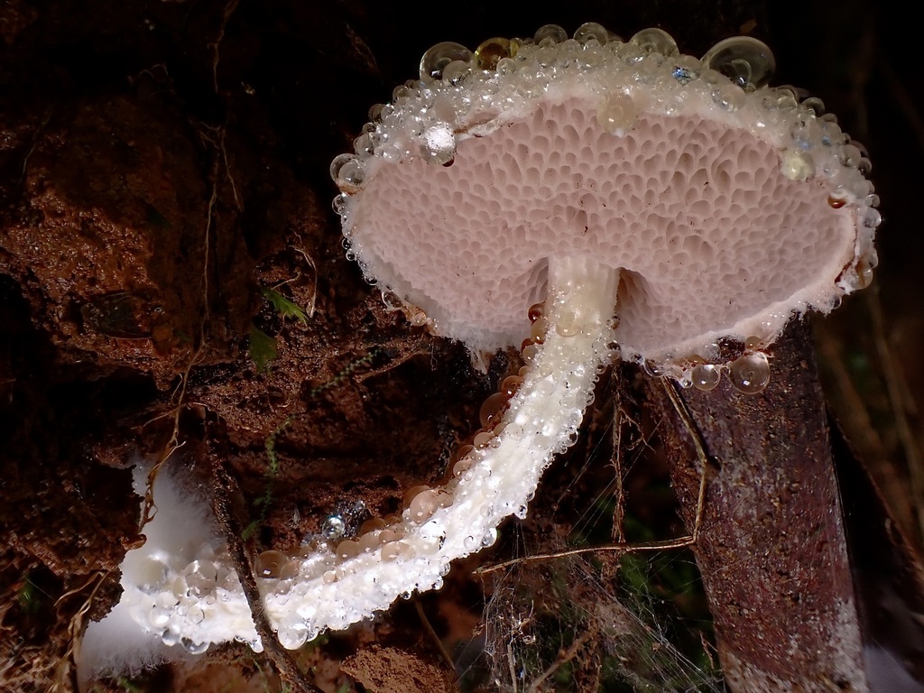 Austroboletus roseialbus