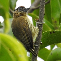 Picumnus olivaceus