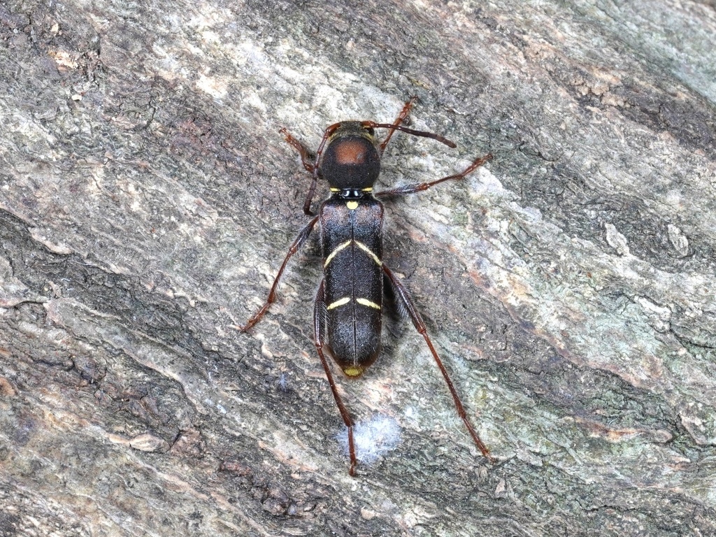 Brachyclytus monticallisus