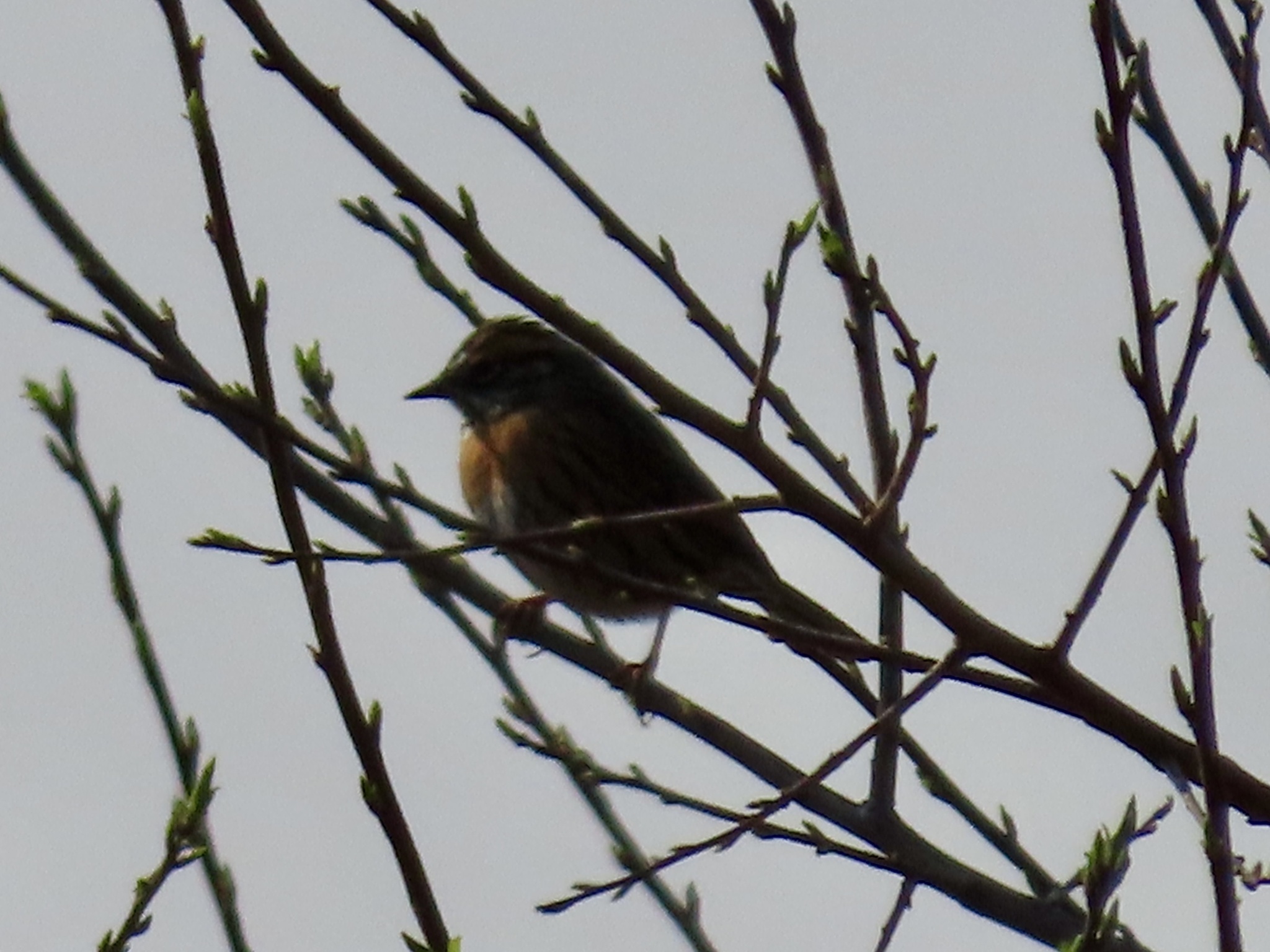 Rufous-breasted Accentor
