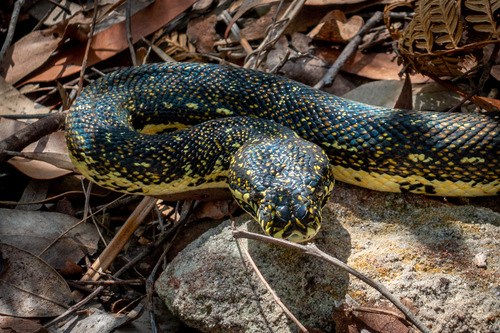 Diamond Python sighting