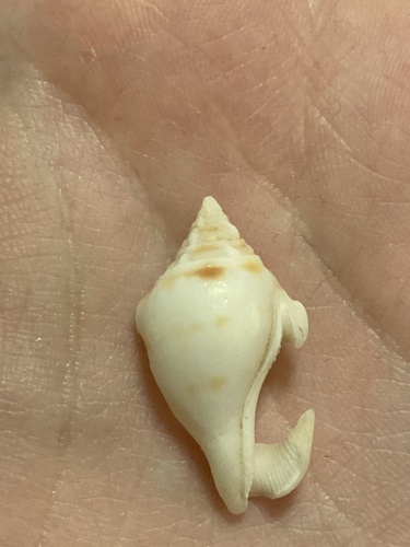 Strombus maculatus observed 2025-03-20