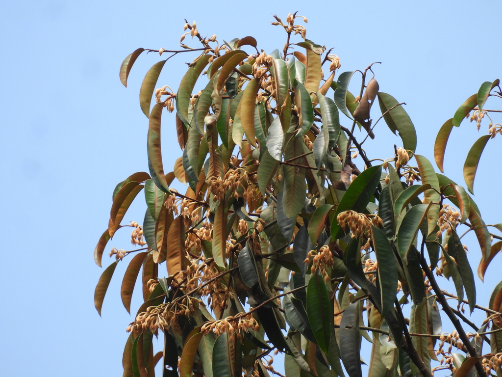 Payena
