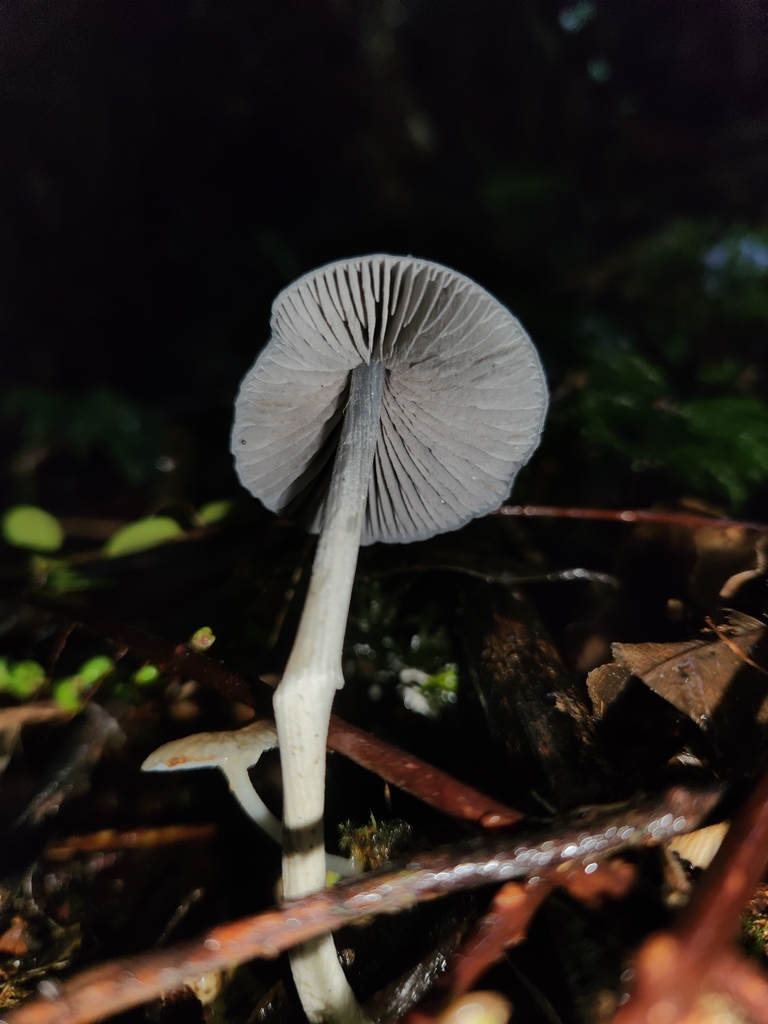 Entoloma canoconicum · April 2025 · photo: © archie_tarn (iNaturalist, cc-by)