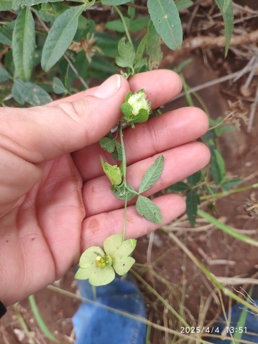 Dalechampia capensis, photograph 6