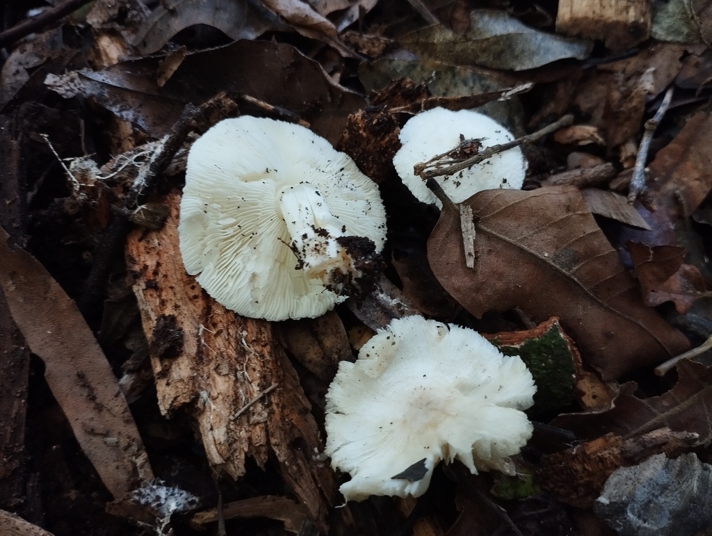 Leucoagaricus serenus