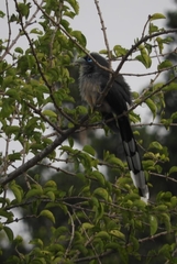 Phaenicophaeus viridirostris