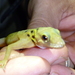 Con Dao Round-eyed Gecko - Photo (c) chibinhi, some rights reserved (CC BY-NC)