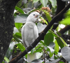 Cacatua goffiniana