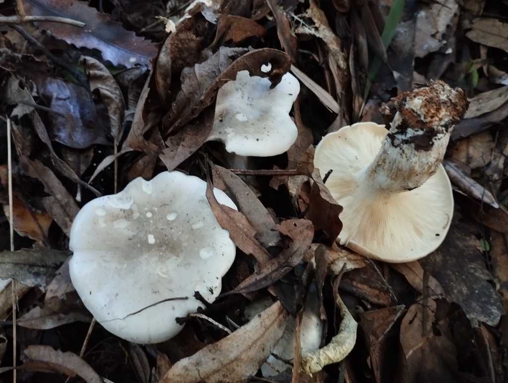 Clitocybe nebularis · April 2025 · photo: © geoffr (iNaturalist, cc0)