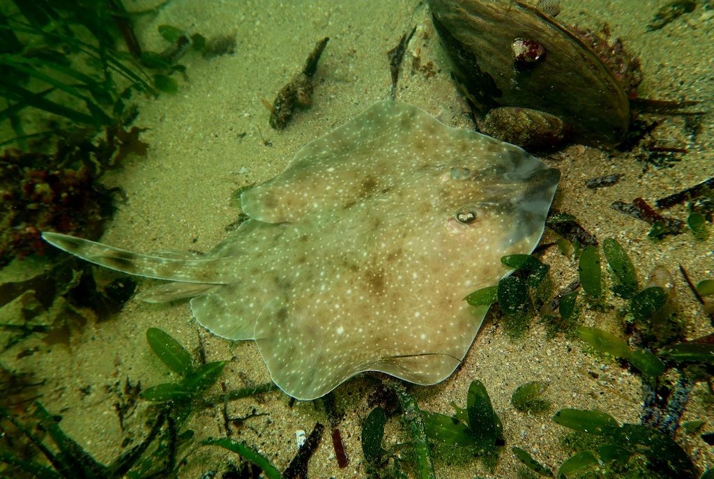 Pygmy Thornback Skate