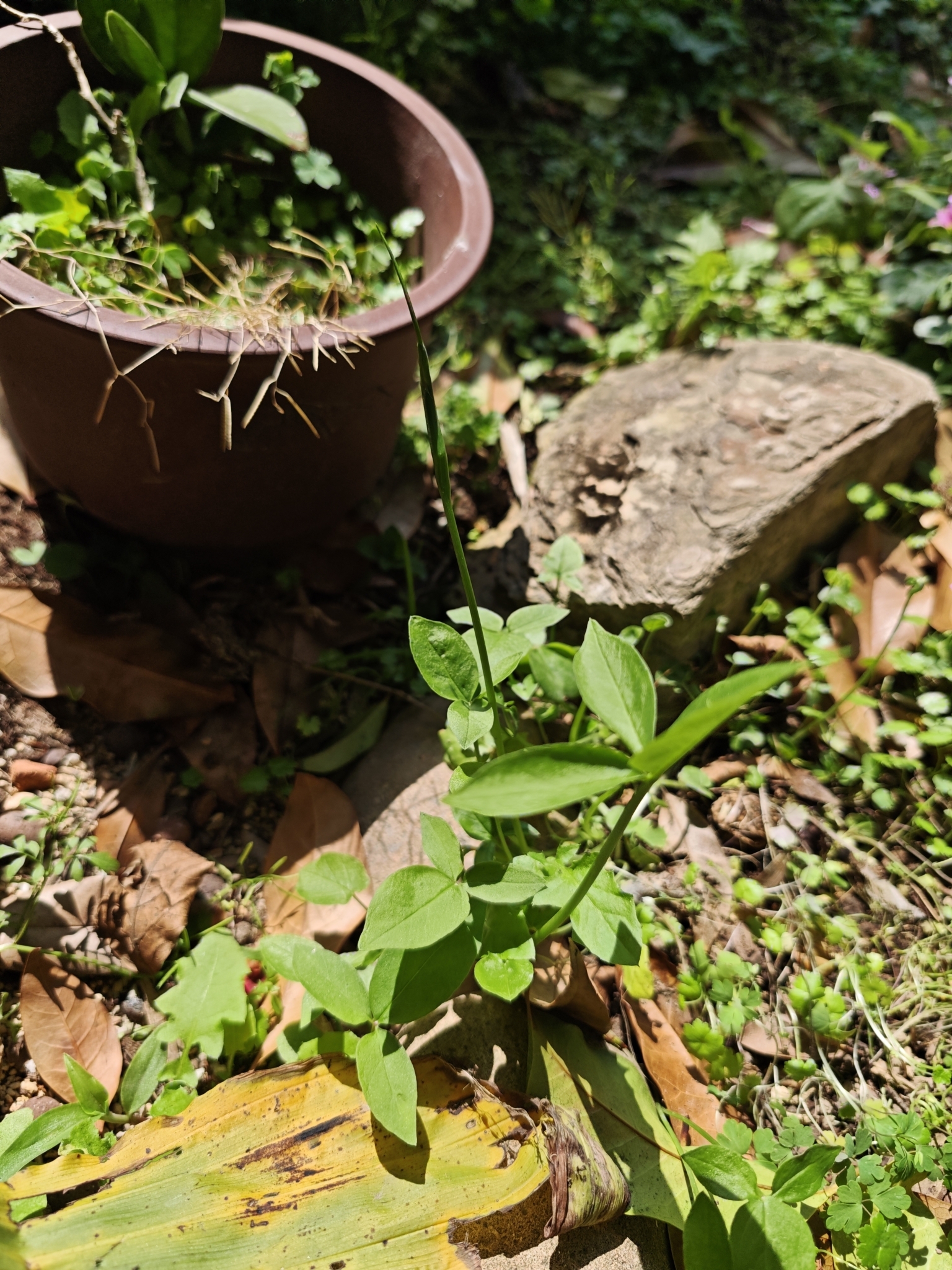 Imagem de Peito-de-moça