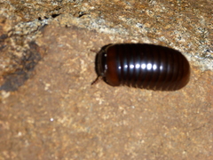 Zephroniidae