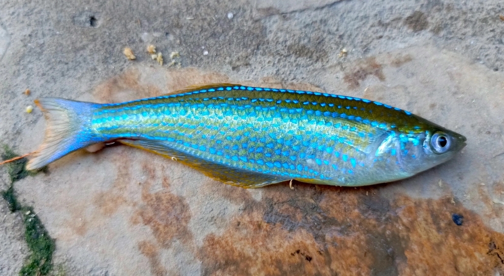 Tanganyika lampeye (Lamprichthys tanganicanus) — Poeciliidae