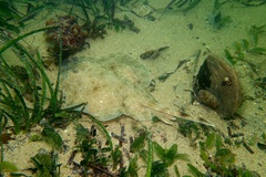 Pygmy Thornback Skate photo 2