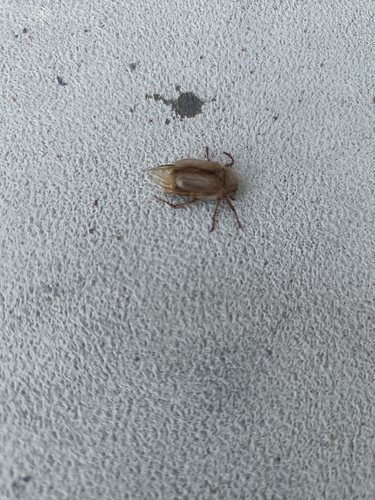 Summer Chafer, 6826 LX Arnhem, Nederland, photo 7 of 10