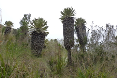 Espeletia pycnophylla