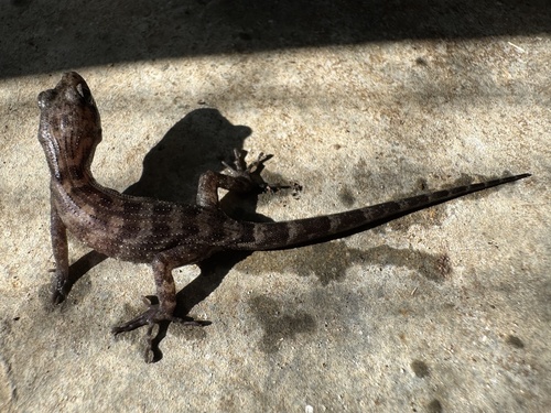Nactus pelagicus observed 2025-04-01