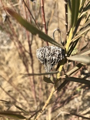 Gomphocarpus fruticosus fruticosus