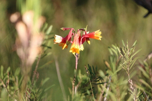 Image of Blandfordia grandiflora by (c) Oscar Dove, some rights reserved (CC BY)