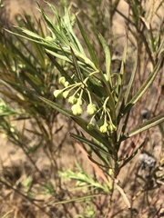 Gomphocarpus fruticosus fruticosus
