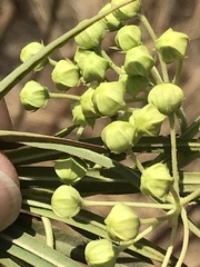 Gomphocarpus fruticosus fruticosus