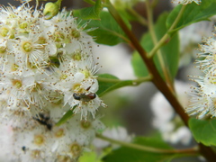 Sphegina