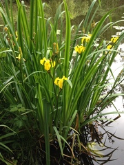 Iris pseudacorus