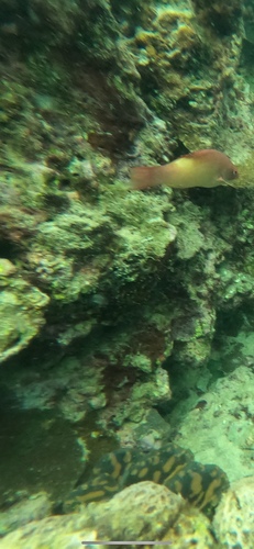 Bodianus neilli observed 2025-04-02