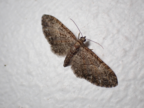 Brindled Pug, Wageningen, Niederlande, photo 5 of 10