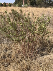 Gomphocarpus fruticosus fruticosus