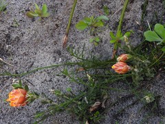 Liparia splendens comantha