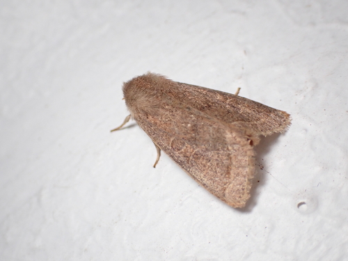 Common Quaker, Wageningen, Niederlande, photo 10 of 10