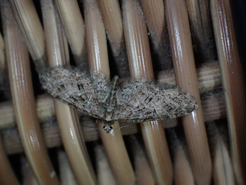 Brindled Pug, Wageningen, Niederlande, photo 6 of 10