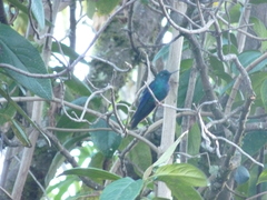 Pterophanes cyanopterus