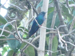 Pterophanes cyanopterus