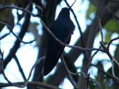 Pterophanes cyanopterus