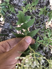 Eupatorium godfreyanum