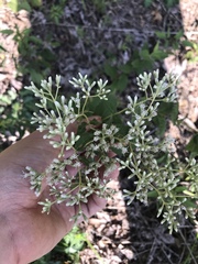 Eupatorium godfreyanum