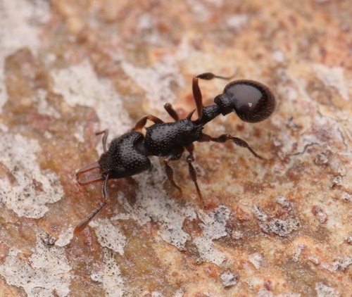 Epopostruma natalaeEpopostruma natalae