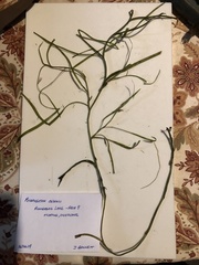 Potamogeton hillii