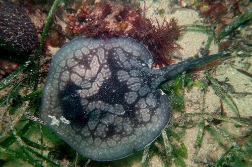 Spotted stingaree (Urolophus gigas) — Urolophidae — 4