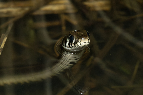 grass snake, photo 6 of 7