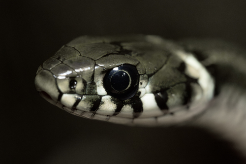 grass snake, photo 7 of 7