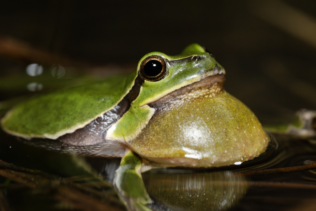 Palearctic Treefrogs