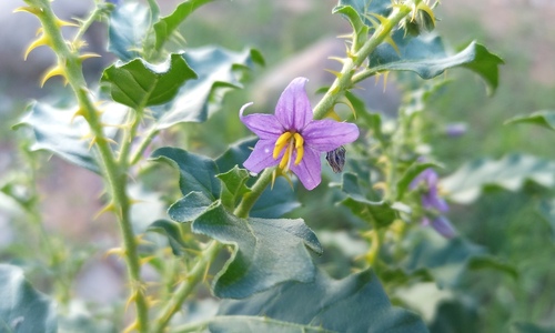 Solanum capense